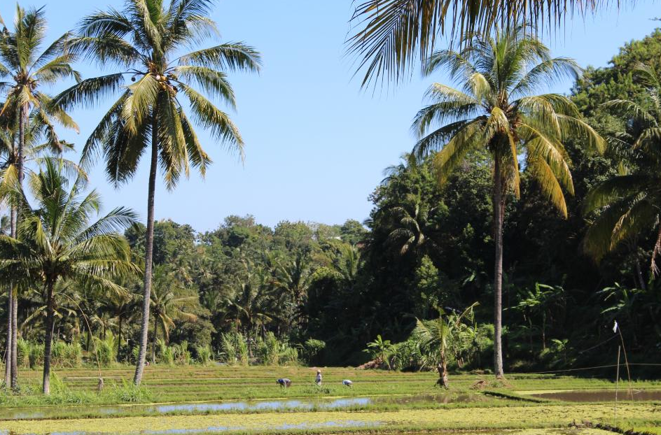 Exploring Munduk Village And Mayong Rice Field Hidden Paradise Place